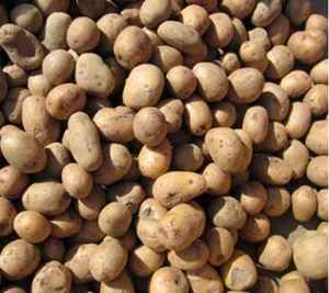 Patata Redonda 100% Orgánica / Patata Fresca Más Vendida de Vietnam - Product Image 6