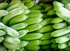 VietNam <b>Fresh</b> Green Cavendish <b>Bananas</b>/High Quality for Sale - Product Image 4