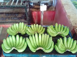 Bananes Cavendish fraîches - Qualité supérieure 1 - 1 kg - Vertes - Afrique du Sud - MEILLEUR PRIX - Product Image 6