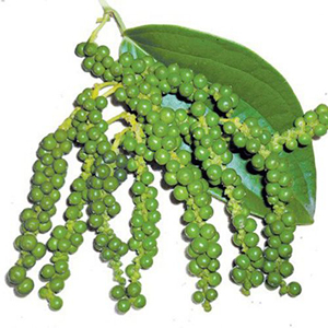 Pimienta precio-Piper nigrum-pimienta verde - Product Image 2