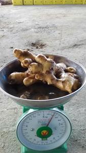 ขมิ้นสดและแห้งสำหรับ2024อาหาร - Product Image 5