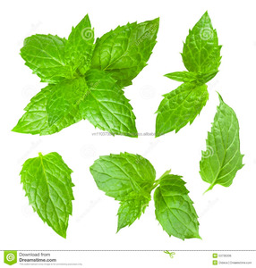 Meilleur prix Menthe - Product Image 2