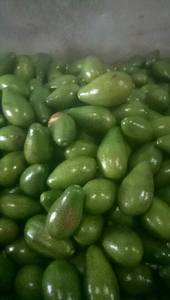 อะโวคาโดสด/อะโวคาโดสดแช่แข็งอะโวคาโด-ราคาที่ดีที่สุดและ2021คุณภาพ - Product Image 5