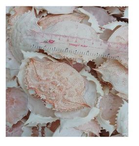 PROVEEDOR CRAB SHELL CON ALTA CALIDAD - Product Image 4