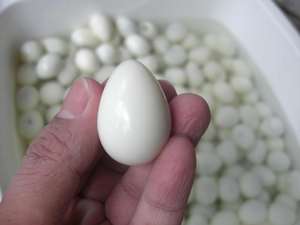 Œufs de caille - Œufs de caille sans coquille - Product Image 5