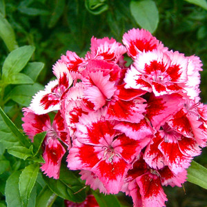 Wholesale <b>100</b>% Pure Carnation Floral Absolute Oil Natural Aromatherapy Natural Essential Oil for Perfume & Cosmetics - Product Image 4