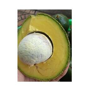 Avocat frais du Vietnam au prix le plus bas - Product Image 4