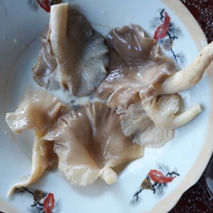 เห็ดนางรมกระป๋อง/หอยเป๋าฮื้อผลิตภัณฑ์จากเวียดนาม - Product Image 6