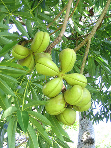 MAYORISTA DE GOMAS KARAYA NATURAL - Product Image 6