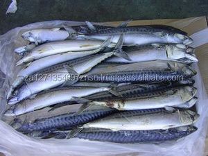 Pescado Congelado de Caballa, Proceso BQF, Envasado al Vacío - Product Image 4