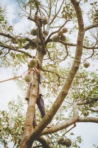 IQF DURIAN proveedores de carne en VIETNAM en 2022/MS Jennie - Product Image 6
