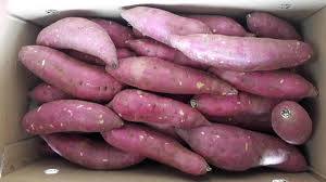 Type d'entreposage congelé de patates douces séchées du Vietnam - Product Image 4