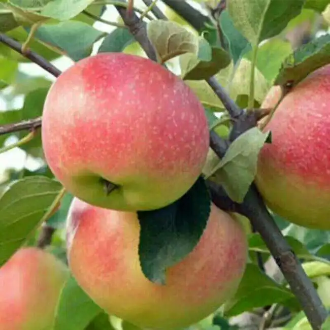 Fresh Fuji Apple Green Apple Gala Apple For Exporting
