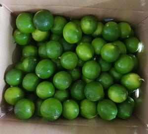 Lima fresca/limón fresco de Vietnam/limón verde/sin semillas - Product Image 3