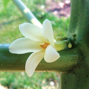 Meilleure fleur de papaye fraîche de haute qualité/fleur de papaye séchée produit agricole - Product Image 2
