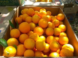 Fruta Cítrica Fresca de Primera Calidad Tipo Pomelos/ Naranja Valencia/ Naranjas Navel/ Mandarinas/ Excelente Calidad - Product Image 4