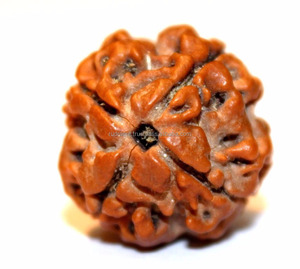 Auténtico 4 el Mukhi Rudraksha de Nepal - Product Image 1