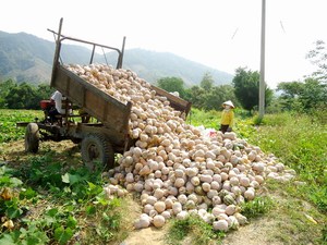 CITROUILLES JAUNES meilleur prix avec norme d'exportation - Product Image 2