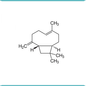 Beta-caryophylène aromatique à 99% - Product Image 2