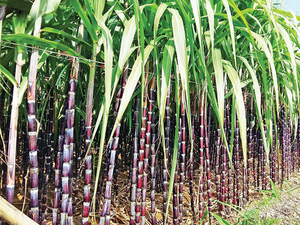 Gran Venta de caña de azúcar congelada fresca vietnamita, sabor dulce, patrón largo, proceso de congelación IQF, paquete al vacío, cartón a granel disponible - Product Image 6