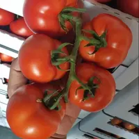 Yüksek kaliteli taze kırmızı domates-Pomodori, Tomaten, Pomidory, Tomates