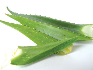 ¡EL MEJOR PRECIO PARA TI! 100% ALOE VERA FRESCO DE VIETNAM CON PRECIO COMPETITIVO Y ALTA CALIDAD EN 2024 - Product Image 6