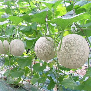ผลไม้แคนตาลูปมาตรฐานยุโรป// คุณเจนนี่ - Product Image 4
