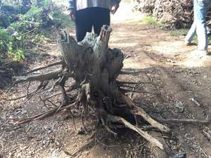 ศิลปะราก Driftwood ใหญ่ - Product Image 5