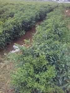 Compradores de fertilizantes orgánicos, estimulador del crecimiento de raíces para la Agricultura de yuca - Product Image 2