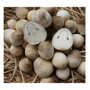 เห็ดฟางธรรมชาติเค็มจากเวียดนาม - Product Image 1
