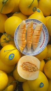 MELON HONEYDEW JAUNE - Product Image 3