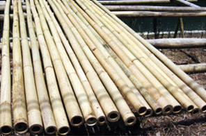Poteaux de bambou VietNam Meilleur prix Origine naturelle - Product Image 4