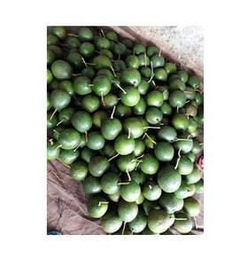 Avocat frais du Vietnam au prix le plus bas - Product Image 5