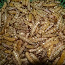 ผลิตภัณฑ์ของราชินีปลวกเวียดนาม - Product Image 5