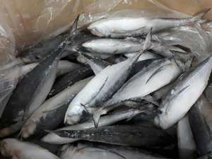 Jurel congelado toda la Ronda de Vietnam _ whatsapp: 0084, 989, 322, 607 - Product Image 6