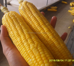 ข้าวโพดเคอร์เนลแช่แข็งขายส่ง/หวานข้าวโพด Kernel Remover ใน2020 - Product Image 2