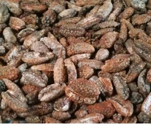 Vino Balbisiana / Musa Balbisiana / Plátano Silvestre Seco - Product Image 1