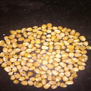 Alimento para pollos Maíz amarillo Maíz Alimento para animales - Product Image 2