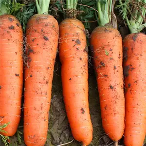 FRESH CARROT HIGH QUALITY/ GOOD PRICE FROM VIETNAM