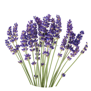 น้ำมันหอมระเหยลาเวนเดอร์ออร์แกนิกเกรดบำบัดบริสุทธิ์และเป็นธรรมชาติ100% จากอินเดีย - Product Image 1