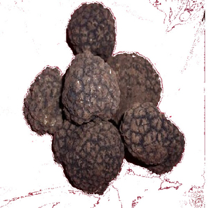 WILD fresh SUMMER <b>TRUFFLE</b> TARTUFO lucano fresco made in italy ORGANIC woods growt best quality - Product Image 1