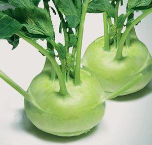 KOHLRABI SECO DE LA MEJOR CALIDAD/NABO ALEMÁN/REPOLLO TRURNIP - Product Image 3