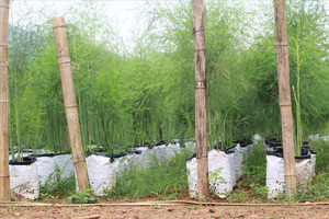 EXPORT STANDARD <b>ASPARAGUS</b> in 2024 - Product Image 4