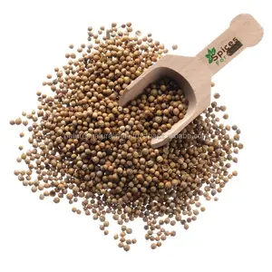 Fornitori all'ingrosso di olio essenziale di semi di coriandolo essenziale aromatico naturale puro al 100% all'ingrosso
