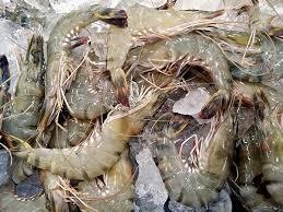Camarones Tigre Negro Congelados de Sudáfrica, Producto de Marisco de Venta Caliente, Proceso LQF, Certificado HALAL, Sin Piel, Bolsa de 1 kg, 18 Meses - Product Image 3