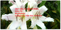 Produit agricole haut de gamme Crinum séché à 100% du Vietnam de haute qualité