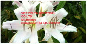 Produit agricole haut de gamme Crinum séché à 100% du Vietnam de haute qualité - Product Image 3