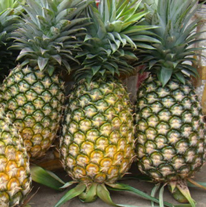 Prix de l'ananas / Prix de l'ananas frais / Ananas frais - Product Image 2