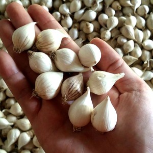 GARLIC - Ail vietnamien CO DON - Product Image 2