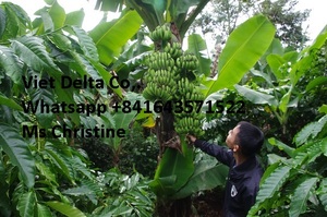 <b>Fresh</b> Babana From Vietnam - Product Image 5